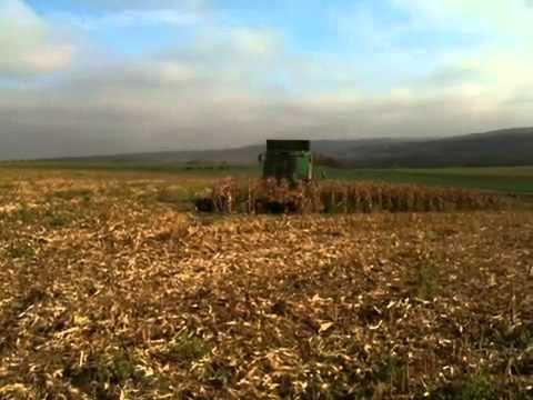 Prasata v kukuřici
